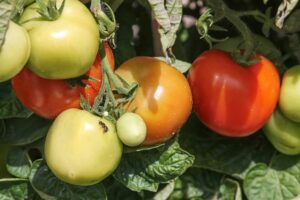 Choroby a škůdci rajčat